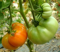 Tomate pantano romanesco.jpg