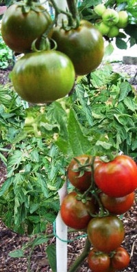 Tomate pata negra.jpg