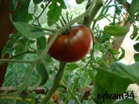 Tomate paul robeson-2.jpg