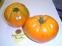 Tomate peppermint.jpg