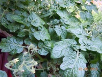 Tomate perle tcheque.jpg