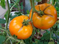 Tomate persimmon-1.jpg