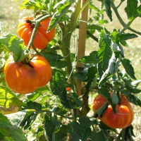 Tomate persimmon-2.jpg