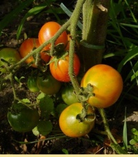 Tomate piedmont-1.jpg