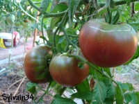 Tomate pierce s pride-2.jpg