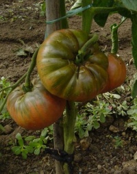 Tomate pik s yugo-1.jpg