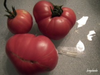 Tomate pik s yugo.jpg