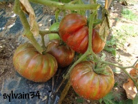 Tomate pink berkeley tie die-1.jpg