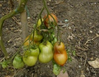 Tomate pink petticoat-1.jpg