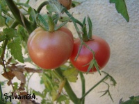 Tomate pink ping pong-1.jpg