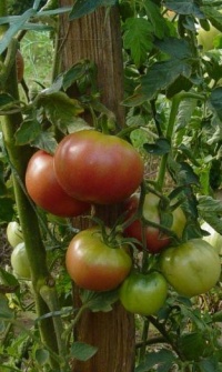 Tomate pink ping pong-2.jpg