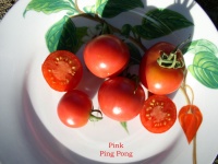 Tomate pink ping pong.jpg