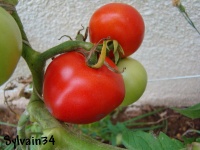 Tomate pipo-1.jpg