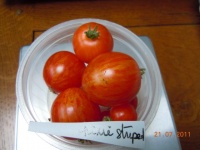 Tomate pixie striped-1.jpg