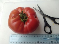 Tomate platense-1.jpg