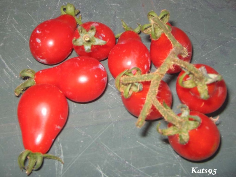 Fichier:Tomate poire rouge-1.jpg