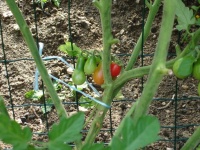 Tomate poire rouge.jpg