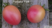 Tomate poland pink.jpg