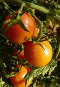 Tomate polish pastel op-1.jpg