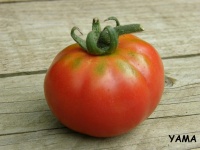 Tomate pomme rouge de montpellier.jpg