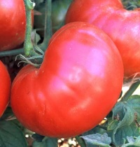 Tomate ponderosa pink-1.jpg