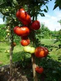 Tomate ponderosa pink.jpg