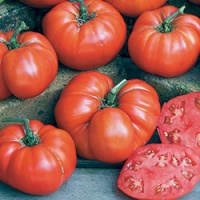 Tomate ponderosa rouge.jpg