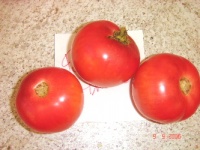 Tomate porter pink.jpg