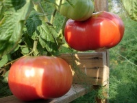 Tomate potiron ecarlate-1.jpg