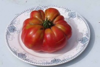 Tomate potiron ecarlate.jpg
