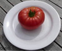 Tomate prudens purple-1.jpg