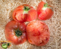 Tomate prudens purple-2.jpg
