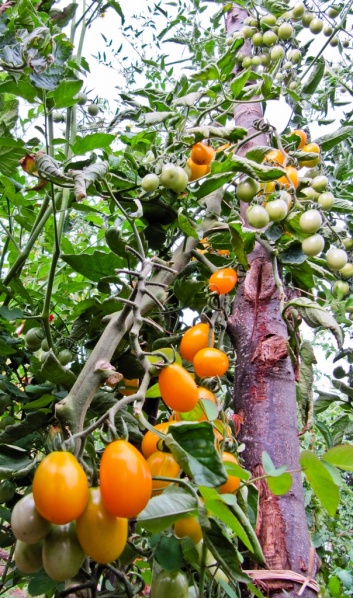 Fichier:Tomate prune jaune.jpg