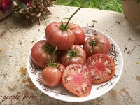 Tomate purple price.jpg
