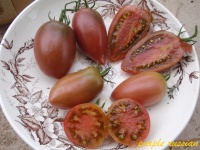 Tomate purple russian.jpg
