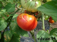 Tomate purple smudge op.jpg