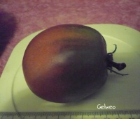 Tomate purpur isonica.jpg