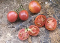 Tomate radinilee.jpg