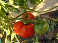 Tomate raf.jpg