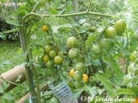 Tomate raisin vert-1.jpg