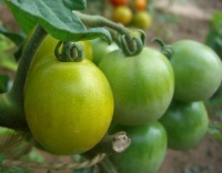 Tomate raisin vert-2.jpg