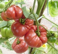 Tomate rannyaya lyubov-1.jpg