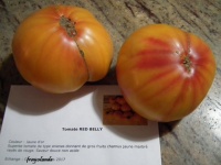 Tomate red belly-1.jpg