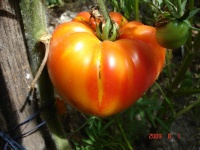 Tomate red belly.jpg