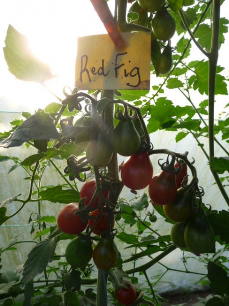 Fichier:Tomate red fig op-1.jpg
