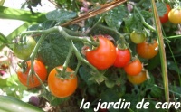 Tomate red robin-1.jpg