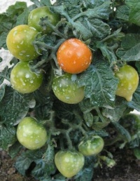Tomate red robin.jpg