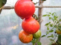 Tomate red zebra op-1.jpg