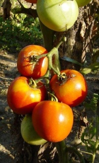 Tomate reine de sainte marthe-1.jpg