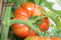 Tomate richardson-2.jpg